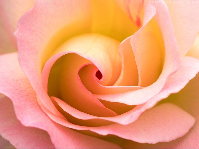 Close-up of a Pink Rose — Serene, Photograph