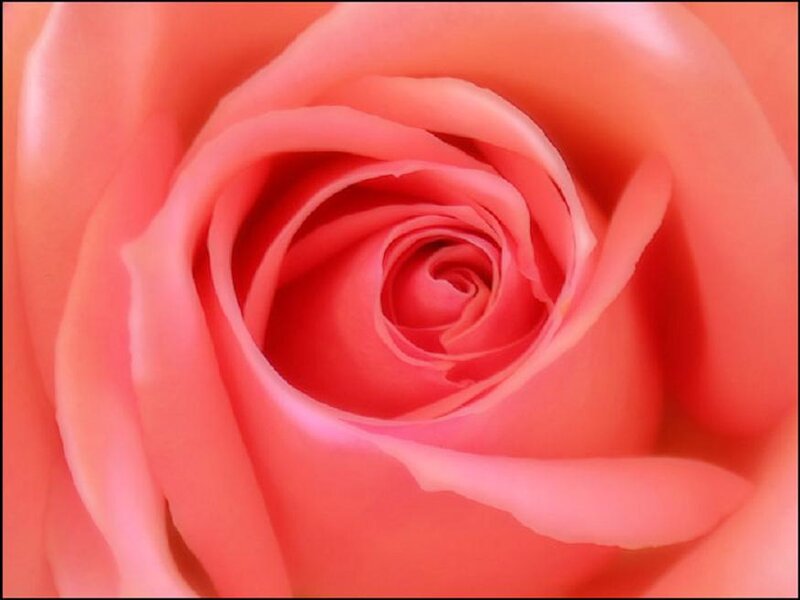 Close-up of a Pink Rose — Serene