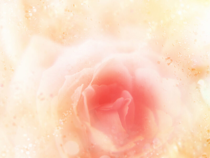 Close-up of a Pink Rose — Soft