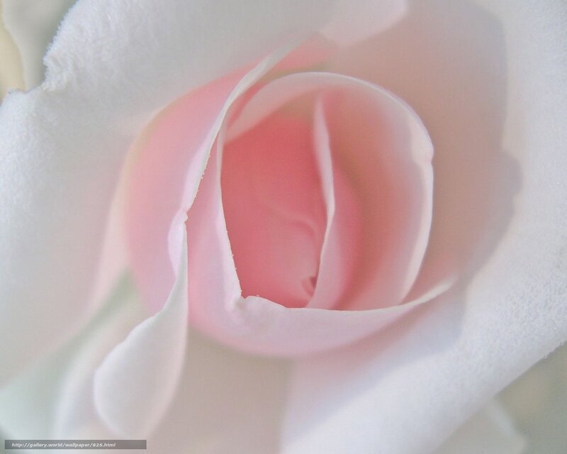 Close-up of a pink rose