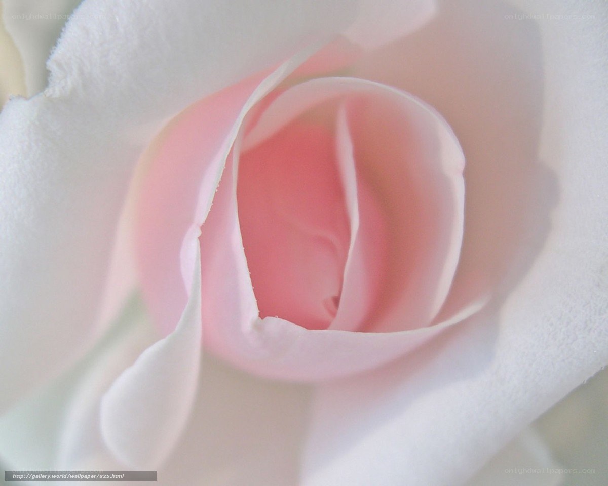 Close-up of a pink rose