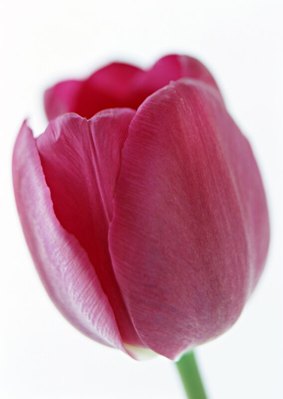 Close-up of a pink tulip