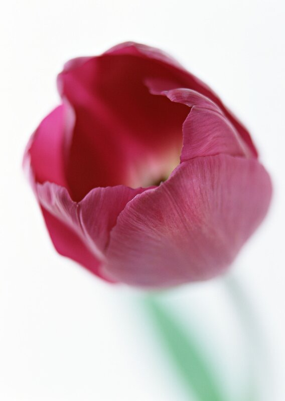 Close-up of a pink tulip