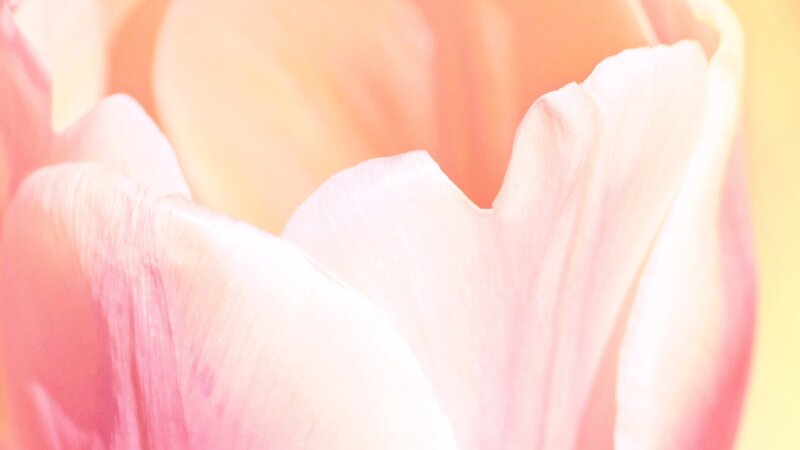 Close-up of a pink tulip