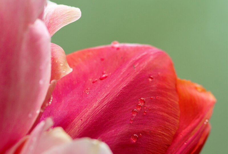 Close-up of a pink tulip