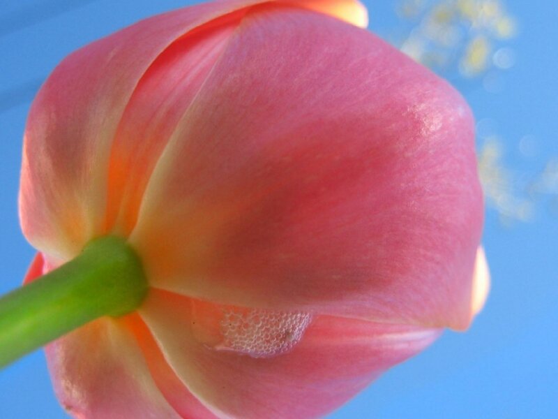 Close-up of a pink tulip