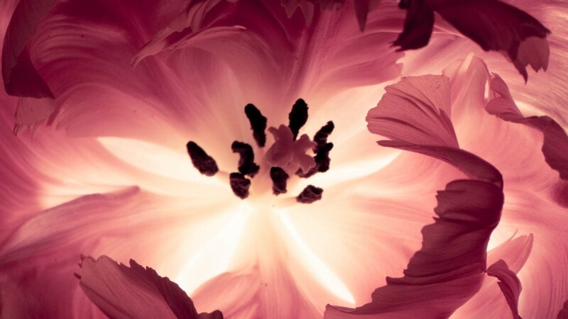 Close-up of a pink tulip