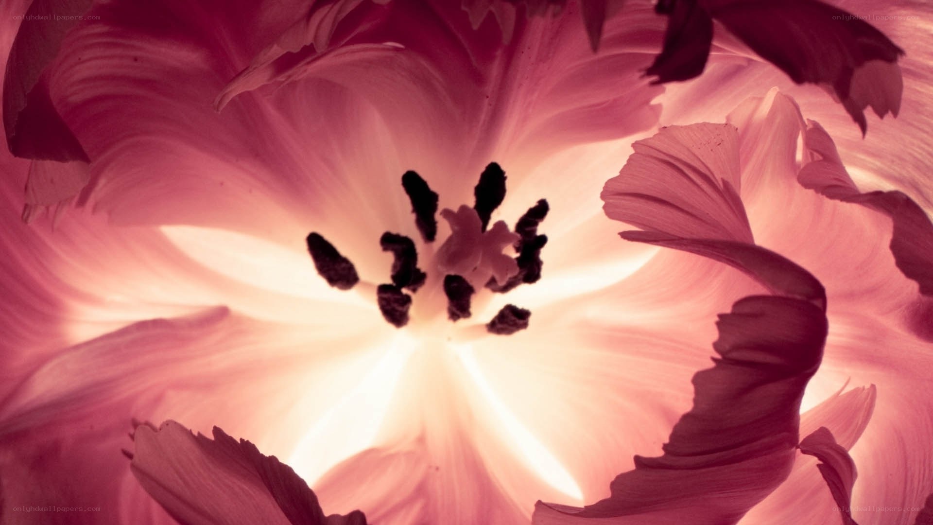 Close-up of a pink tulip