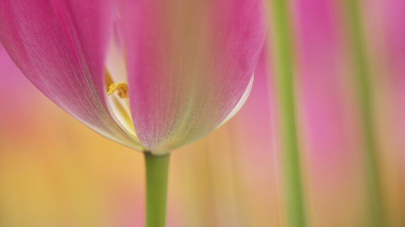 close-up of a pink tulip