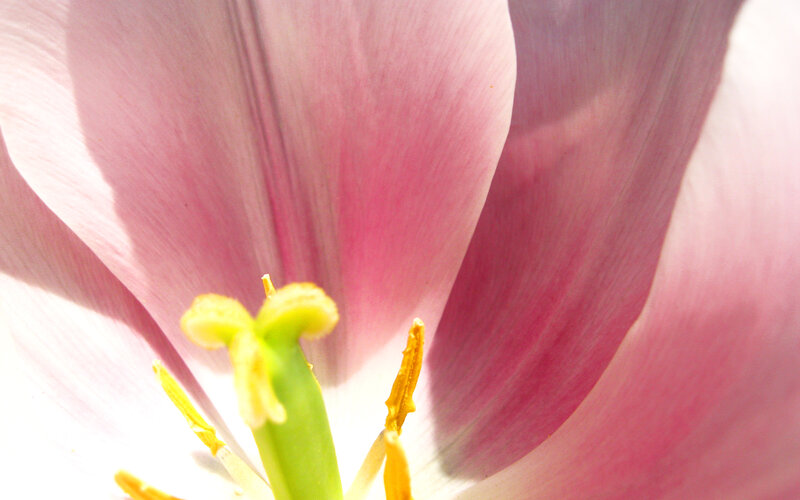 close-up of a pink tulip