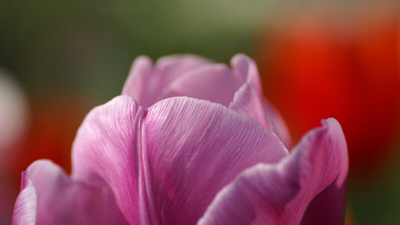 close-up of a pink tulip