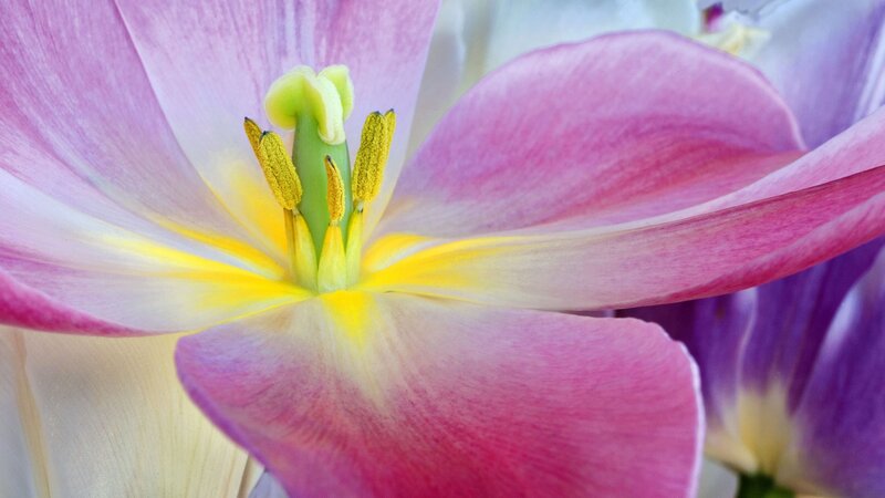Close-up of a pink tulip