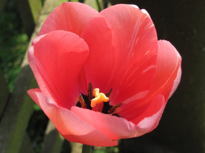 Close-up of a pink tulip