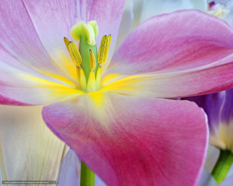 Close-up of a pink tulip