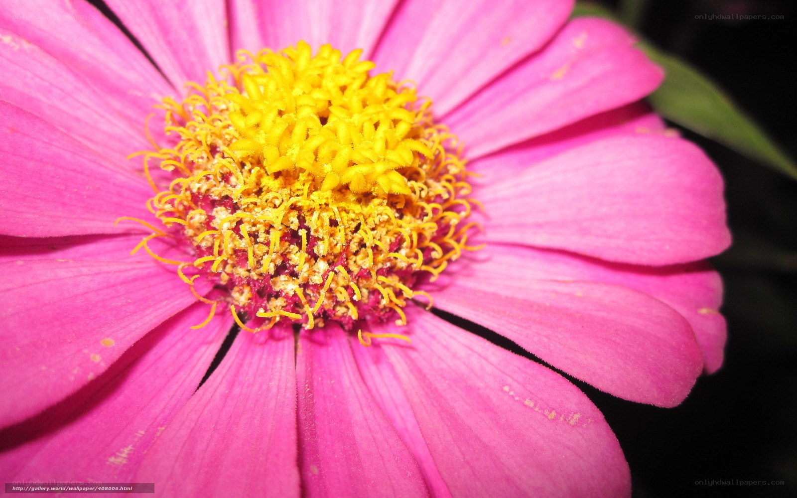 Close-up of a pink zinnia flower