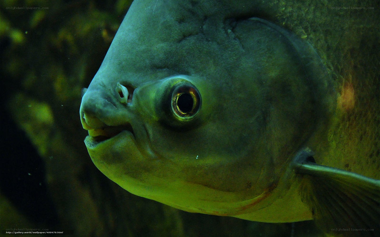 close-up of a piranha fish