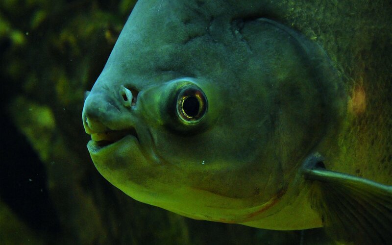 close-up of a piranha