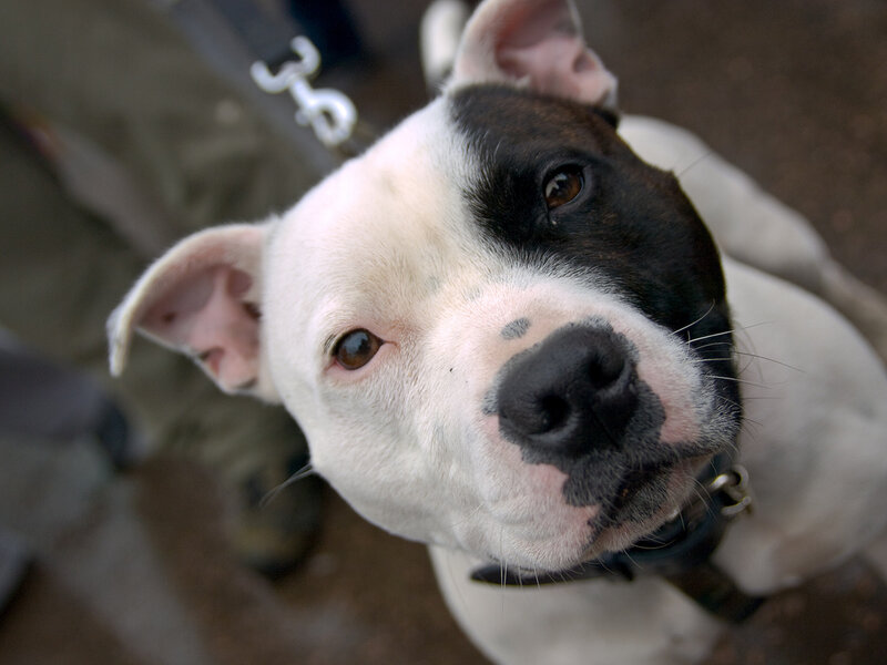 close-up of a pit bull
