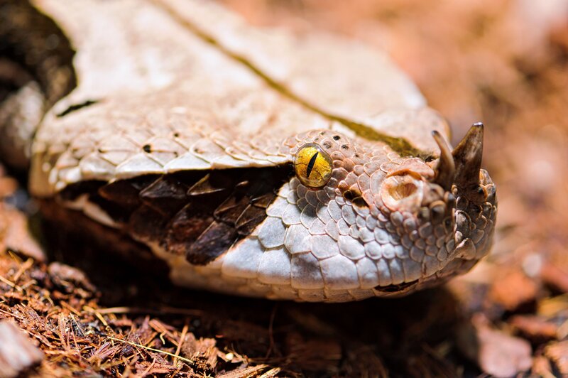 Close-up of a pit viper