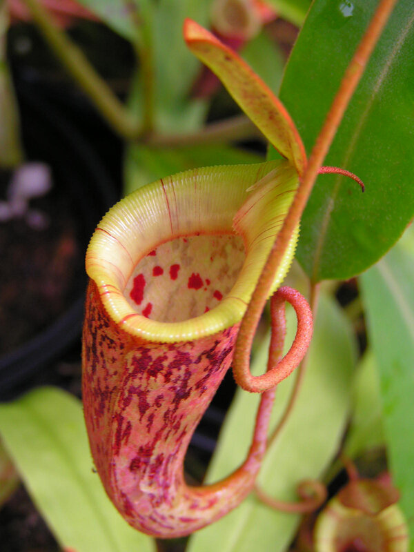 close-up of a pitcher plant