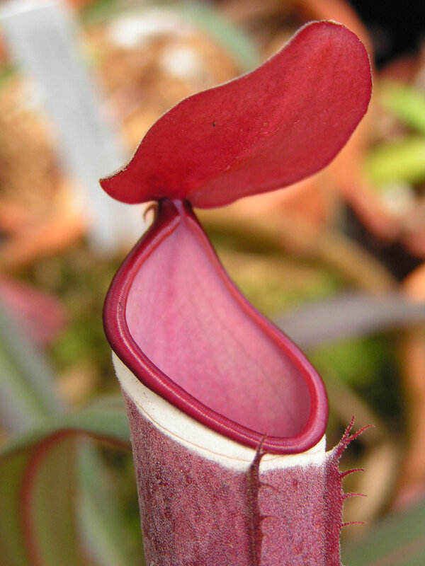 close-up of a pitcher plant