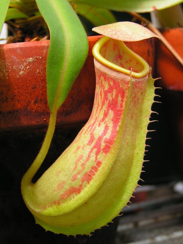close-up of a pitcher plant