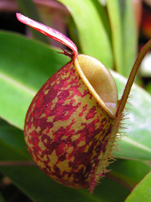 close-up of a pitcher plant