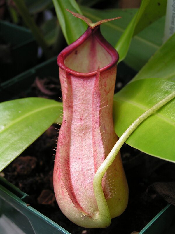Close-up of a pitcher plant
