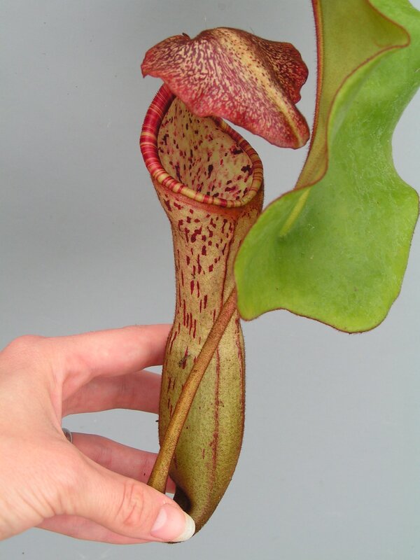 Close-up of a pitcher plant