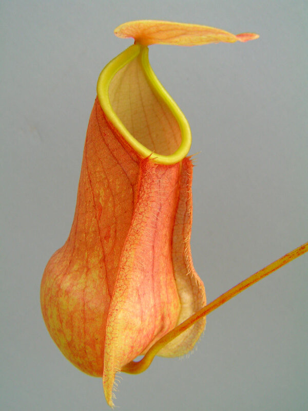 Close-up of a pitcher plant