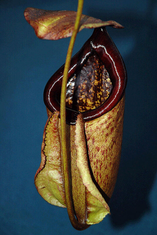 Close-up of a pitcher plant