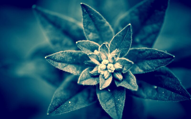 Close-up of a Plant — Blue, Calm