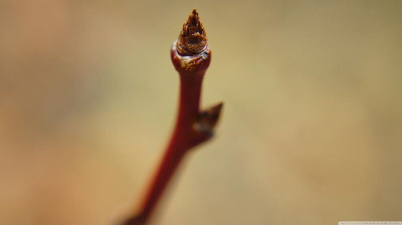 Close-up of a Plant Bud — Brown
