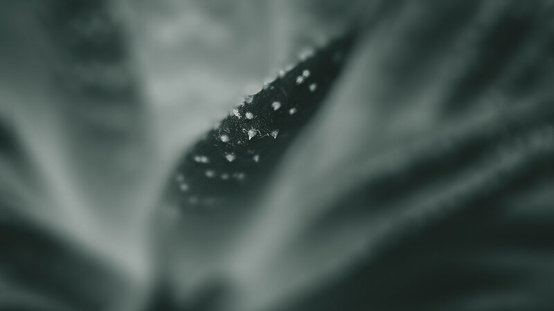 Close-up of a Plant Leaf — Green
