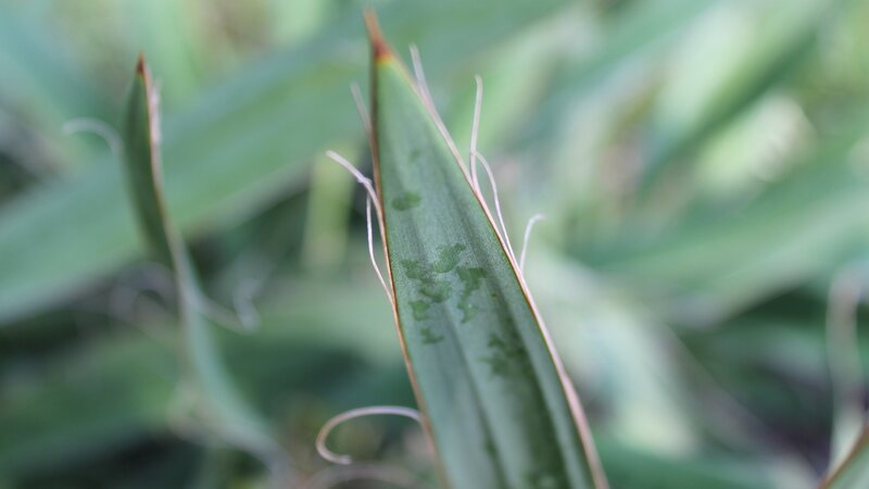 close-up of a plant leaf