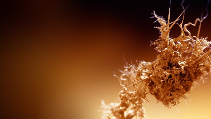 Close-up of a plant root