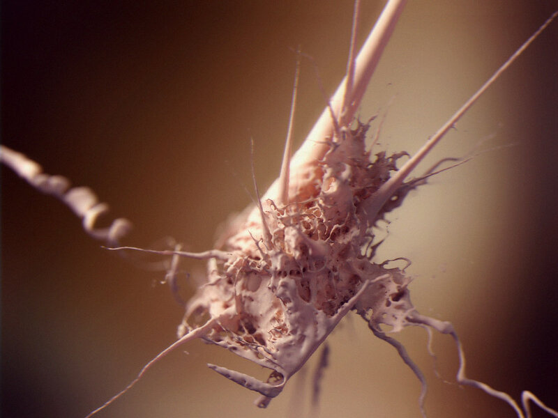 Close-up of a plant root