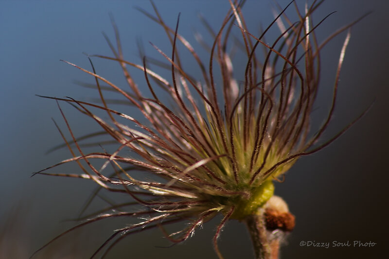Close-up of a Plant Seed Head