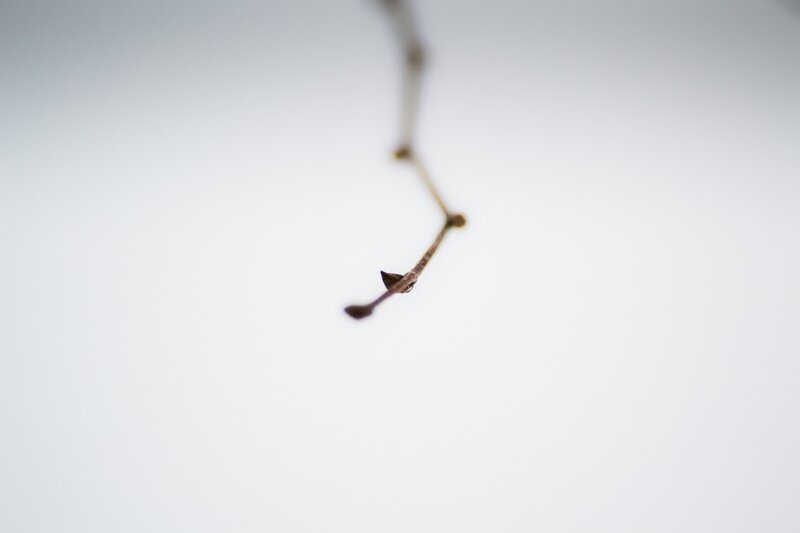 close-up of a plant stem