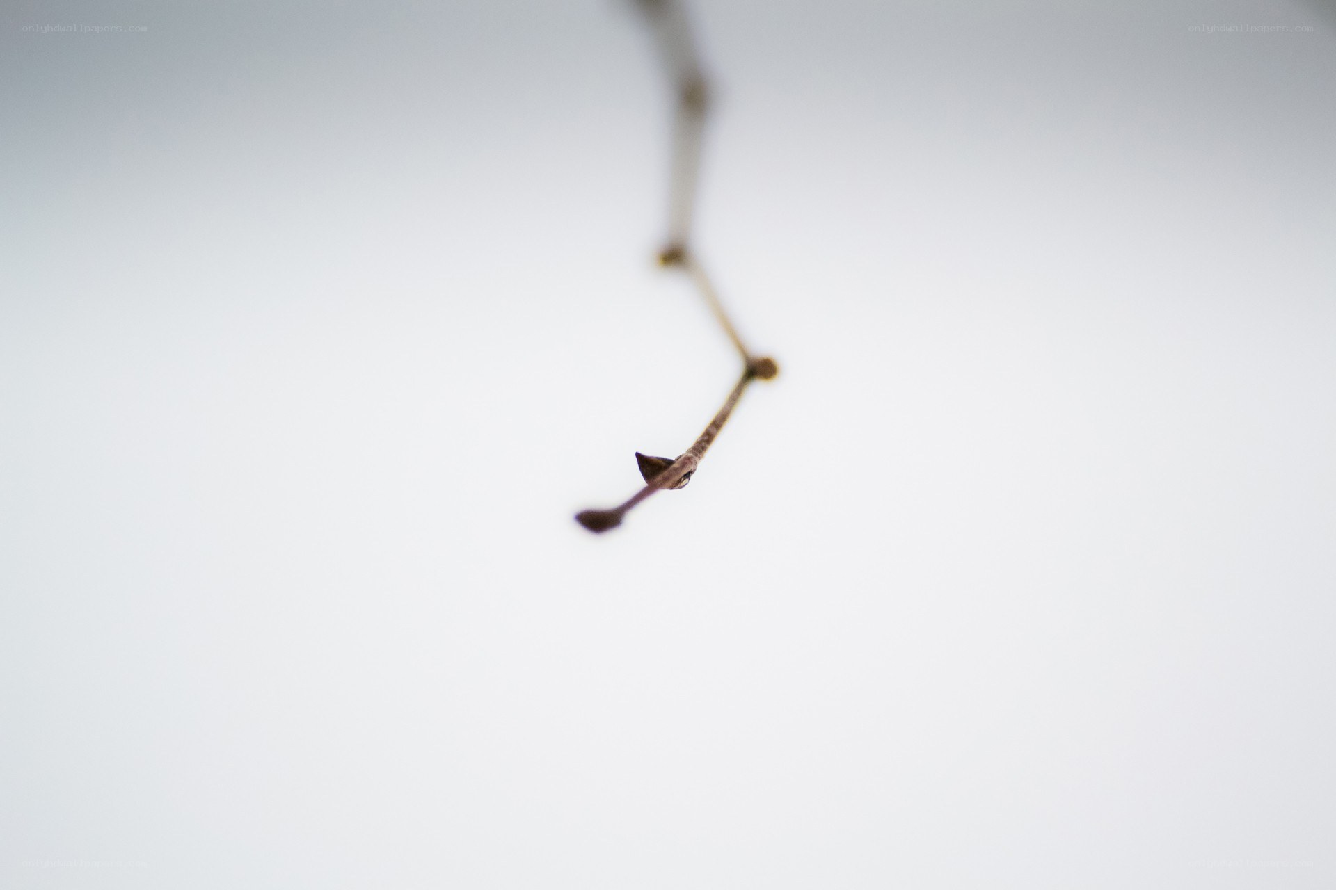 close-up of a plant stem