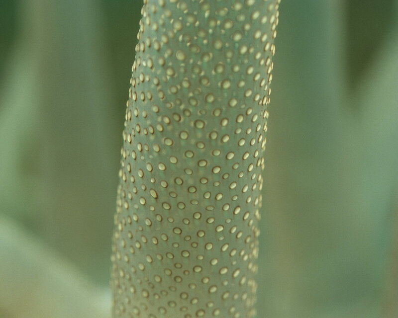 Close-up of a plant stem