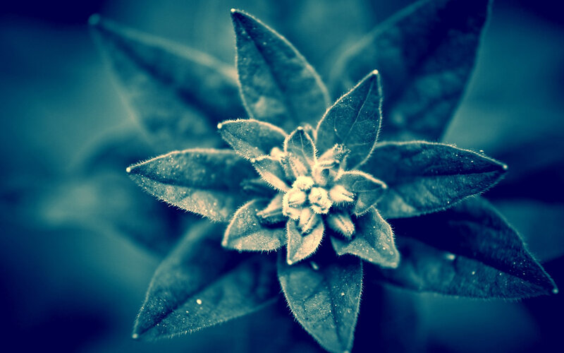 Close-up of a Plant