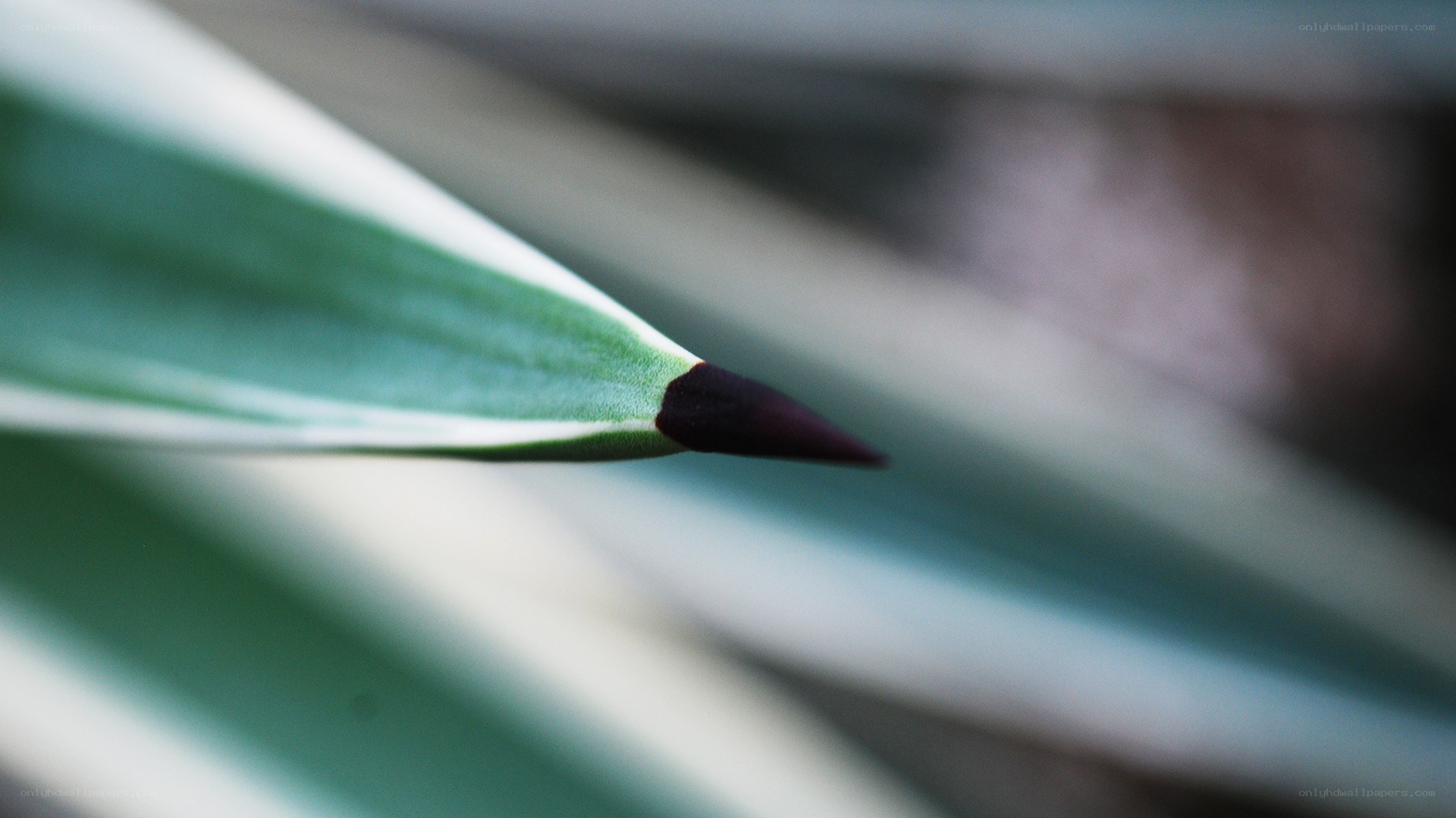 close-up of a plant tip