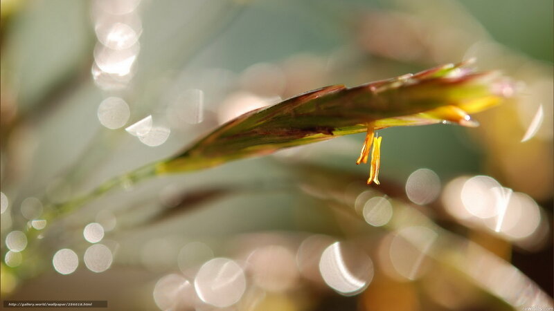 Close-up of a plant with dew