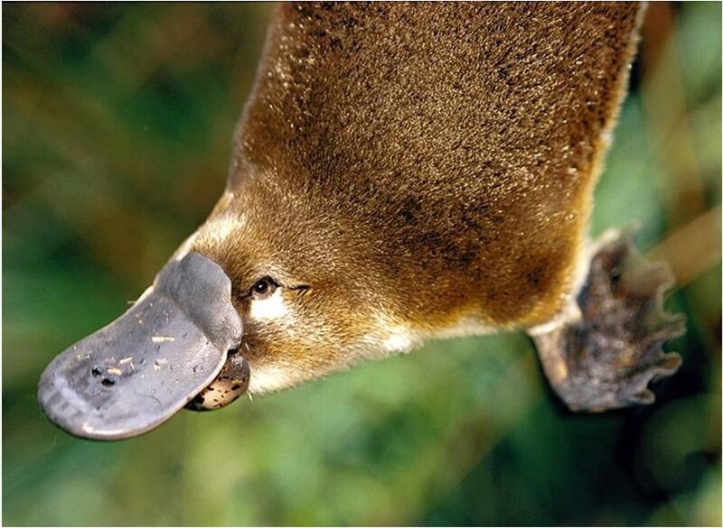 Close-up of a platypus