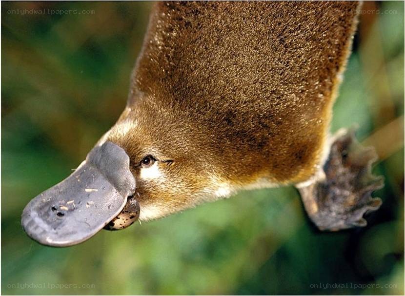 Close-up of a platypus