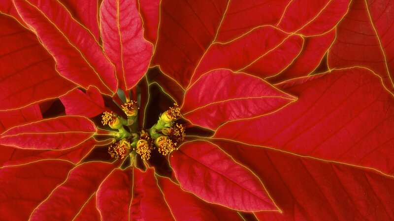 Close-up of a poinsettia flower
