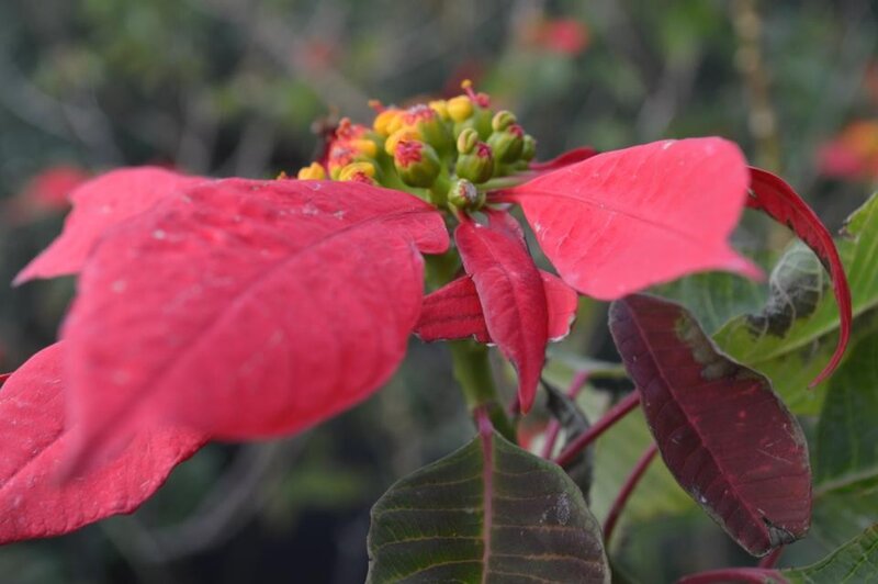 Close-up of a poinsettia flower