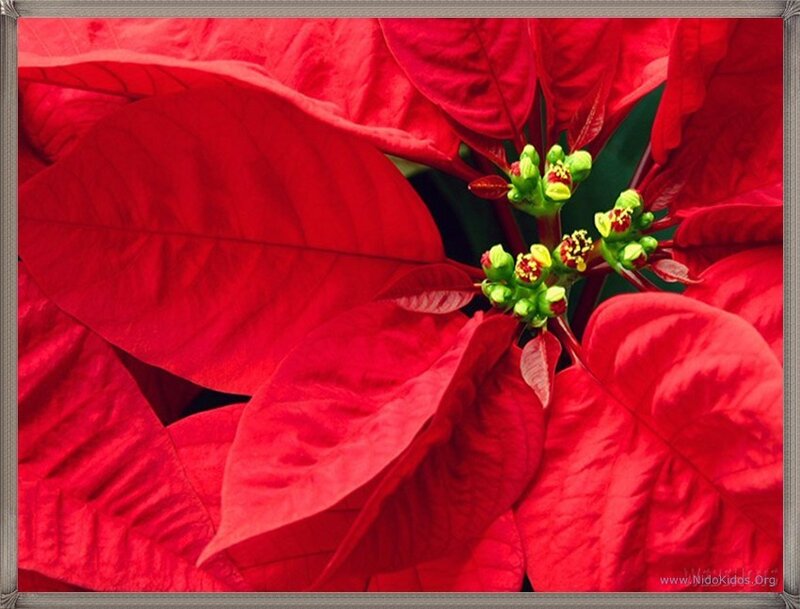 Close-up of a poinsettia flower