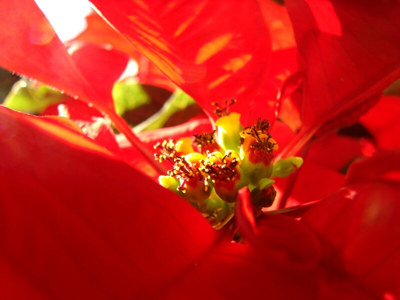 Close-up of a poinsettia flower